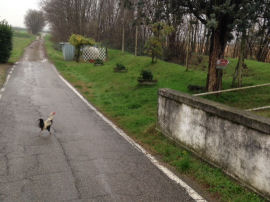 In cammino verso Orio Litta (28778 bytes)